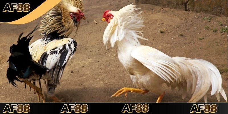 Các nguyên liệu cần nắm trong cách pha chế thuốc gà đá